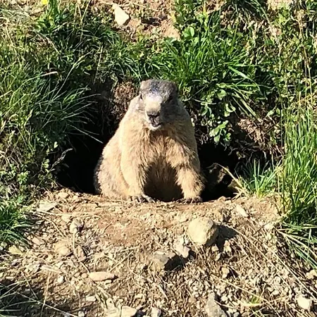 Wildkogelblick * Bramberg am Wildkogel